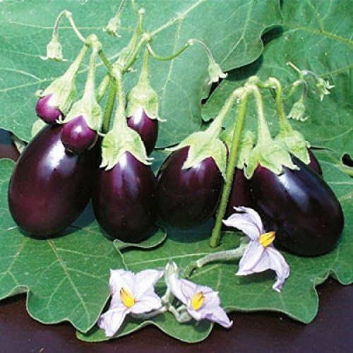 Viridis Hortus - 3 x Aubergine Ophelia F1 Hybrid Dwarf Plug Plants
