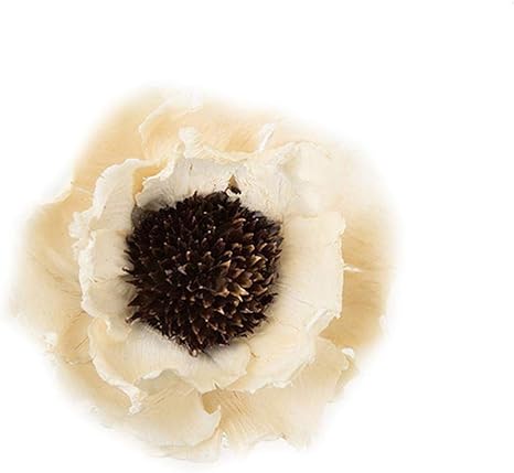 Amazon Com Clear Fayer Handmade Dried Flowers Natural Plant Anti Fading Corn Poppy Slice Beautiful Living Room Decorative Display Flowers White Home Kitchen