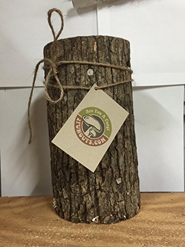 Mr. stumpy mushroom log diy shiitake mushrooms ready to…
