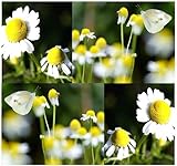 1500-GERMAN-CHAMOMILE-Seed--FLOWER-HERB-SEEDS--CAMOMILE-TEA--HEAVENLY-APPLE-SCENT--Sweet-Smelling--Aromatic-Da