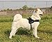 Lifepul No Pull Dog Vest Harness - Dog Body Padded Vest - Comfort Control for Large Dogs in Training Walking - No More Pulling, Tugging or Choking