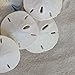 Tumbler Home Certified White Sand Dollars 1 1/2