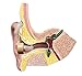 Hearing Amplifier - Personal Sound Amplifiers - Digital Quality - Set of 2Hearing Amplifier - Personal Sound Amplifiers - Digital Quality - Set of 2