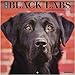Just Black Labs 2019 Wall Calendar (Dog Breed Calendar)