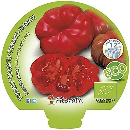 Plantel de tomate Montserrat ecológico: Amazon.es: Jardín