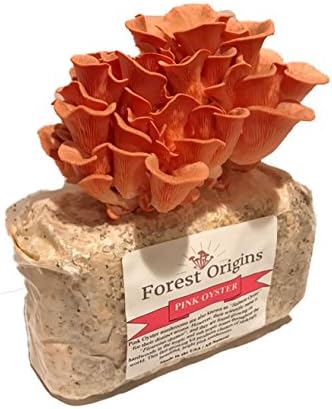 Pink Oyster Mushroom Grow Kit