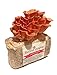 Pink Oyster Mushroom Farm - Beautiful Mushroom Growing Kit - All in One Indoor Growing Kit - Exotic Mushroom primary