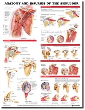 AWW 9781587798085 Anatomy & Injuries of The Shoulder Laminated