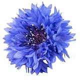 5000 Blue Bachelor Button Seeds - Large Package of