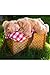 Rubies Bear Costume for Babies, Unisex 0-3 Months