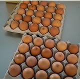 [訳あり] たまご 40個 (たまごの殻色にムラ 突起やざらつき)