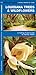 Louisiana Trees & Wildflowers: A Folding Pocket Guide to Familiar Plants (Nature Observation North America)