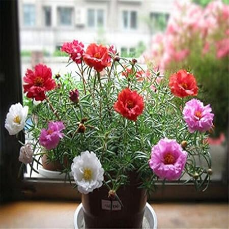 Creative Farmer Flower Seeds : Nau Bajiya 9 OClock Flower Seeds For Terrace Garden Plants Seeds For Mini Pots Garden [Home Garden Seeds Eco Pack] Plant Seeds
