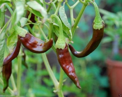 Aji Panca, ,30 Seeds (Capsicum chinense) Aji Brown ,Peruvian Heirloom Pepper