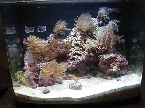 A nano reef (saltwater aquarium with coral) in about Kuwait Ubuy - Main Image