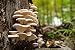 Pearl Oyster Mushroom Mycelium Plug Spawn - 100 Count - Grow Gourmet Mushrooms At Home!