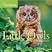 Audubon Little Owls Mini Wall Calendar 2020 by