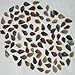 Set Of 100 Arrowheads Agate New Replica 1/2 