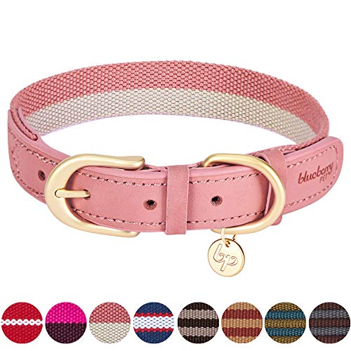 gucci dog collar amazon