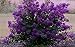 Purple Velvet Miniature Crape Myrtle, 1 Plant, Darkest Purple Flower Available, Matures 4'-5' (6"-1' Tall When Shipped, Well Rooted with Pots in Soil)
