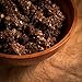 Steve's PaleoGoods, PaleoKrunch Cereal Nut-Free Coconut & Seeds Chocolate Sea Salt, 7.5oz (Pack of 3)
