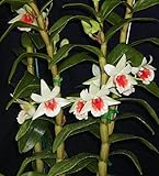 2-plants- Den. Green Lantern -EASY To GROW! FRAGRANT! Attractive! Nice! Orchid Plant