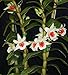 2-plants- Den. Green Lantern -EASY To GROW! FRAGRANT! Attractive! Nice! Orchid Plant