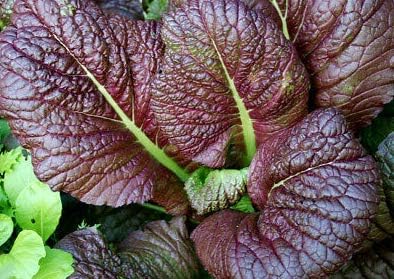 Giant Red Organic Mustard Fresh 250+ Seeds x Beautiful Salad Greens Heirloom Non-GMO