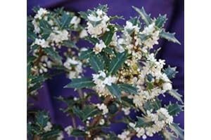 Fragrant Princess Dwarf Tea Olive ('Kaori Hime' osmanthus) - Live Plant - Quart Pot