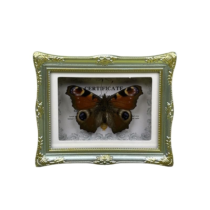 Photo 1 of 1Pcs Real Butterfly Framed Handmade, Taxidermy Butterfly Shadow Box Collection, Framed Butterfly Taxidermy for Oddities and Curiosities Gifts Tabletop Ornaments (G-Butterfly Specimen+Photo Frame)