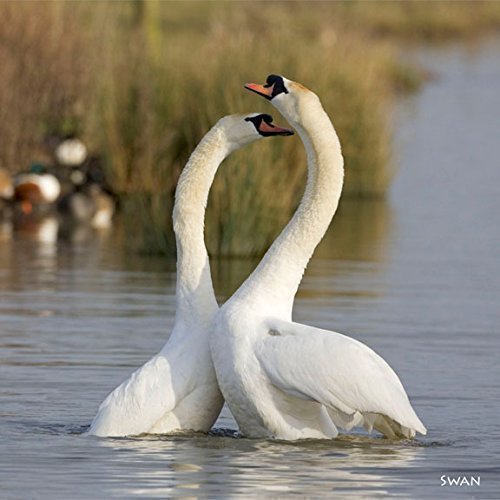 Swan Greeting Card with Sound. Photograph of Swans in Courtship Combined with Their Noise to Make a Totally Unique and Fun Greeting Card. Valentines Card with a Difference.