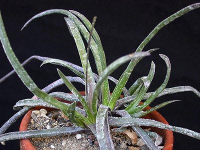Amazon 種子 Haworthia Blackburniae Var Derustensis ハオルチア デラステンシス ナローリーフ 細葉 の ハオルチア ５粒 並行輸入品 観葉植物 オンライン通販