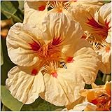 Package of 110 Seeds, Peach Melba Nasturtium (Tropaeolum nanum) Non-GMO Seeds By Seed Needs