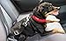 Relgard Dog Seat Belt