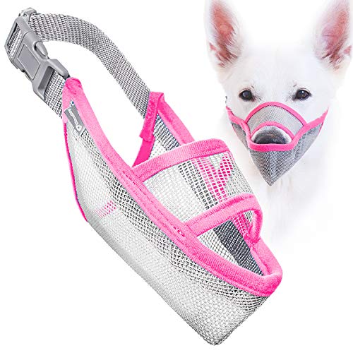 xxs chihuahua muzzle
