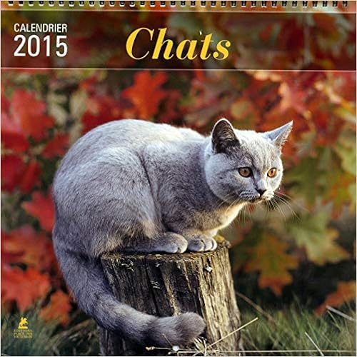 Calendrier Chats 15 Amazon Co Uk Collectif Books