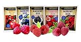 Fruit Combo Pack Raspberry, BlackBerry, Blueberry, Strawberry, Apple (Organic) 975+ Seeds UPC 600188190564 & 3 Free Packs of Raspberry Seeds
