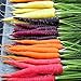 David's Garden Seeds Carrot Rainbow Blend R123NB (Multi) 500 Heirloom Seeds
