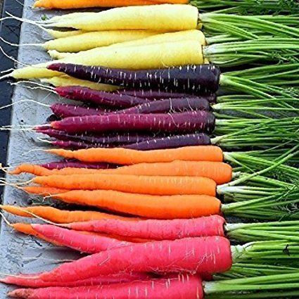 David's Garden Seeds Carrot Rainbow Blend R123NB (Multi) 500 Heirloom Seeds