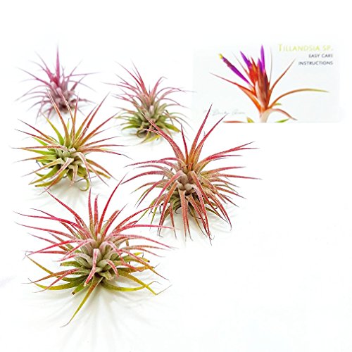 The Drunken Gnome AIR Plants - IONANTHA Fuego - 5 Pack - air Purifying Flowering Tillandsia for Terrarium, Fairy Garden Starter kit, Home Office, Indoor Outdoor, Corporate Gift (5 Fuego)