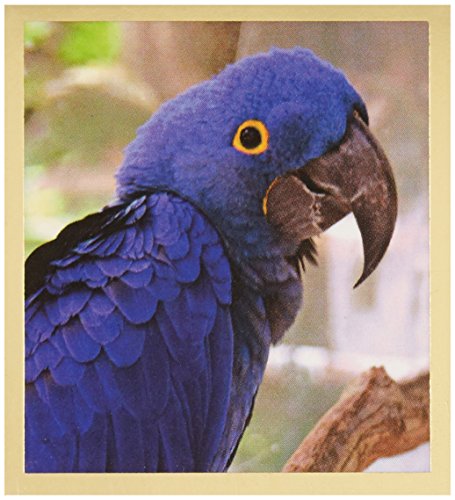 Gift Trenz Hyacinth Macaw Magnetic Bookmark