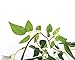 Miracliy Artificial Flowers Vine 2 Pcs 6.6ft Fake Silk Wisteria Ivy Vine Rattan Hanging Garland for Home Party Wedding Decor, Purple