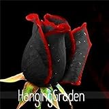True Blood Black Rose 100PCS Rare Rose seeds Flowers Seeds.For Garden Bonsai Planting. Semillas de rosaC0QBUZ