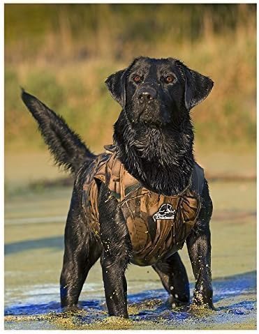 dokken dog vest