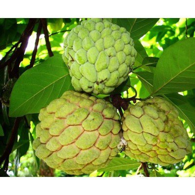 50 Sugar Apple Seeds, Annona Squamosa
