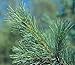 Western White Pine | Live Tree Seedling (Small) | The Jonsteen Company