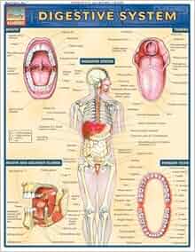 Digestive System Chart Quickstudy Digestive Sys Loose