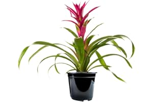 American Plant Exchange Live Bromeliad Guzmania – 6-Inch Pot – Colorful Tropical Houseplant with Bright Long-Lasting Blooms, Easy Care Indoor Plant for Desks, Kitchens, Patios & Home Décor