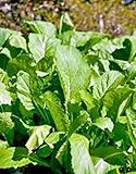 Mustard Greens Seed, Old Fashioned Green, Heirloom, Organic, Non Gmo, 25+ Seeds,
