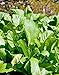 Mustard Old Fashioned Green Non GMO Heirloom Large Leafy Vegetable 25 Seeds by Sow No GMO